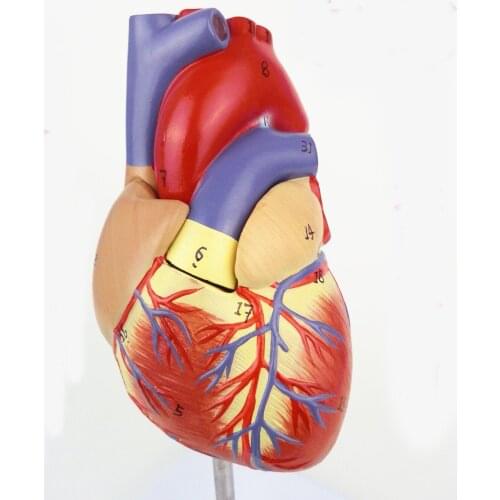 Quality original heart anatomy model 2 parts 1: 1 heart model with 34 number