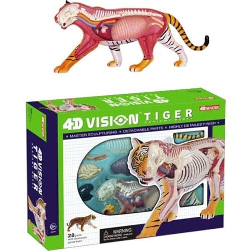4D Master medical TIGER ANATOMY MODEL skull skeleton anatomical model teeth with esqueleto humano anatomia