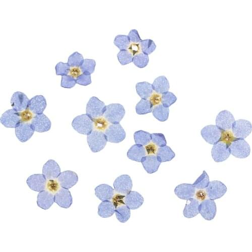 50pcs Forget-Me-Not Real Dried Flower for Nail Art Decoration Jewelry Making