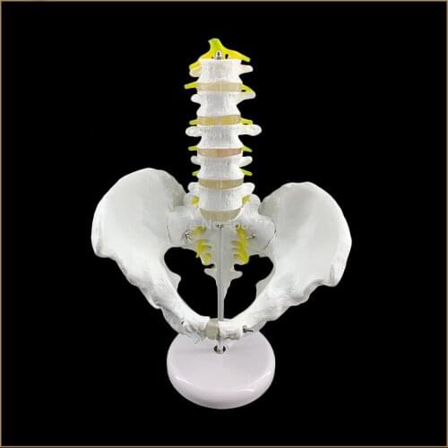 A small pelvis with five segment lumbar spine models of the spine model of the orthopedic model of the human,skeleton 15x10x10cm