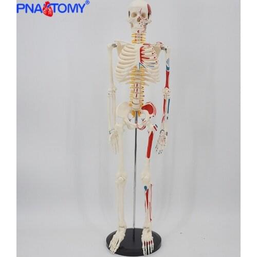 85cm Height Human Muscular Skeleton Model with Flexible Arms and Legs Packed In Foam Human Skeletal System Anatomical Study Tool