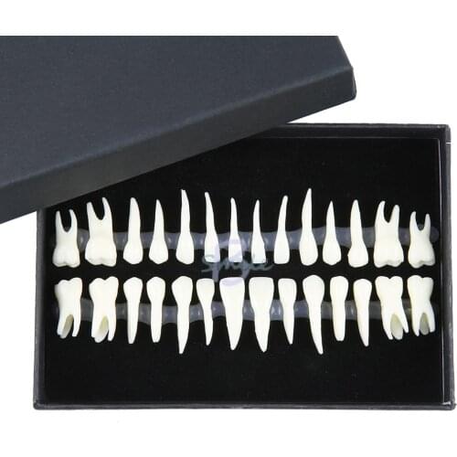 1:1 Dental teeth teach study model 28 pcs demonstration permanent Dental Implant Dentist Practice Dental teeth model