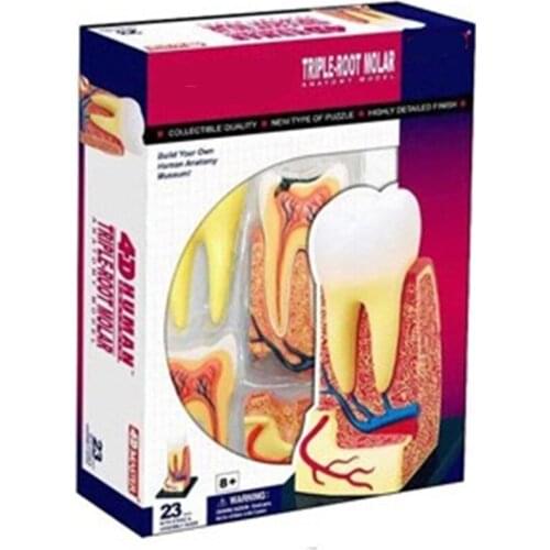 Mini Human Teeth assembly model Assembled Human Anatomy Model Gift for Children