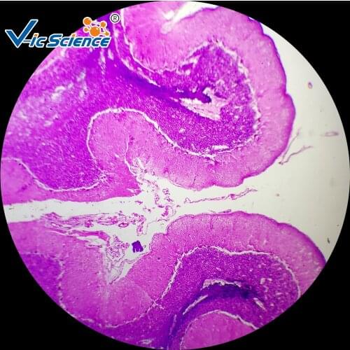 25pcs basic histology slide set for Medical and Teaching expriments