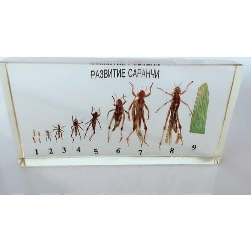 Locust Growth and Development Specimens Insect Growth History Specimen Biological Entomology Teaching Aids Resin Handicraft