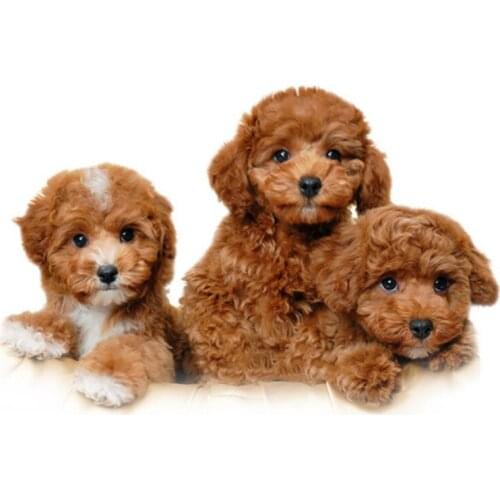 Animal Dog DIY Embroidery Cross Stitch 11CT Kits Needlework Craft Set Cotton Thread Printed Canvas Home Decoration New Design