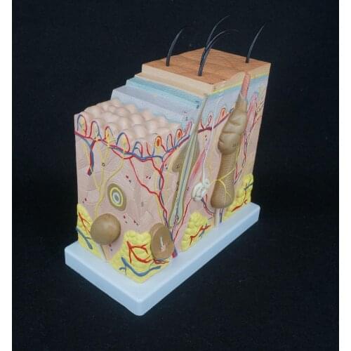 50X Life Anatomical Human Skin Block Model Medical Dermatology Dermatological Anatomy in Three Dimensional Form