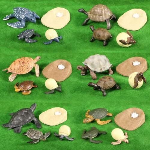 Simulation Animal Life Cycle Tortoise Sea Turtle Growth Cycle Models Figurine Action Figures Teaching Material For Kid Gift