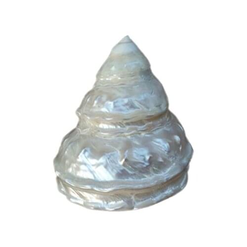 SHELL snails, pearl pagoda snails silvery salamanders 8-13CM NAUTICAL HOME DECOR WALL STICKER SHELL NAUTICAL DECORATION MARINE