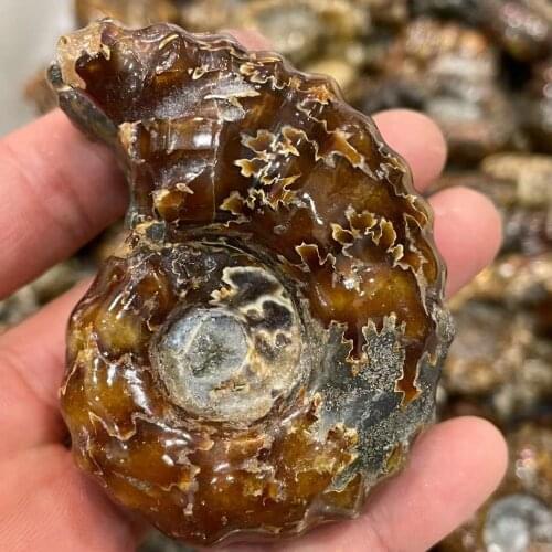 45-700g Healing of conch fossil specimens from Madagascar