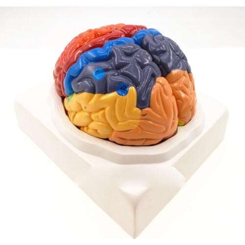 2 Part Color Human Brain Function Domain Anatomy Anatomical Model Medical Artificial Cerebral Cortex Teaching Resources