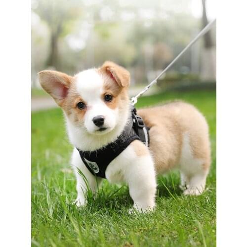 Vest-Style Dog Traction Rope Small And Medium-Sized Dog Chest Harness Chihuahua French Bulldog Dog Chain Adjustable Dog Leash