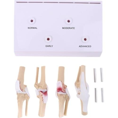 Animal Dog Canine Knee Joint Model Skeleton Veterinary Teaching Research Display