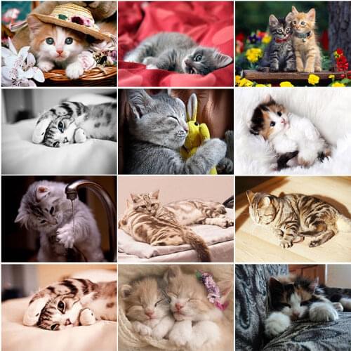 Oil Canvas Painting Cute Cat Animal Posters and Prints Wall Art Picture Cuadros for Bedroom Living Room Home Decoration Unframed