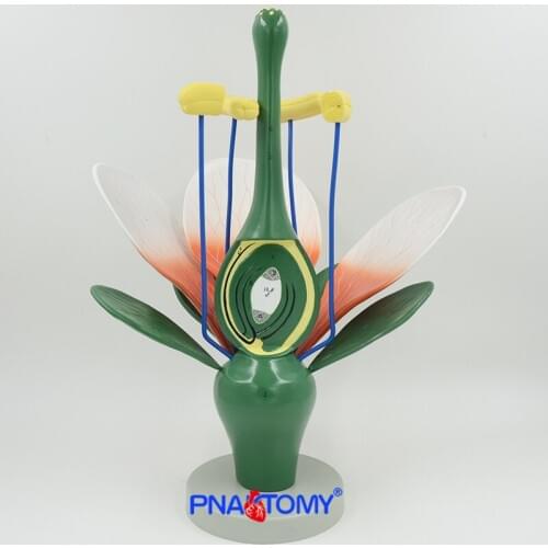 Dicot Flower Model Dicotyledonous Flowering Plants Biological Teaching Tool Enlarged Educational Equipment