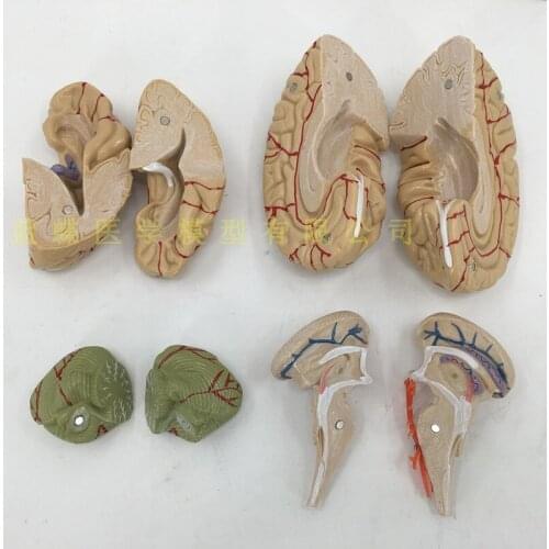 1: 1 brain function partition model encephalon model brain cortex partition model medical teaching model