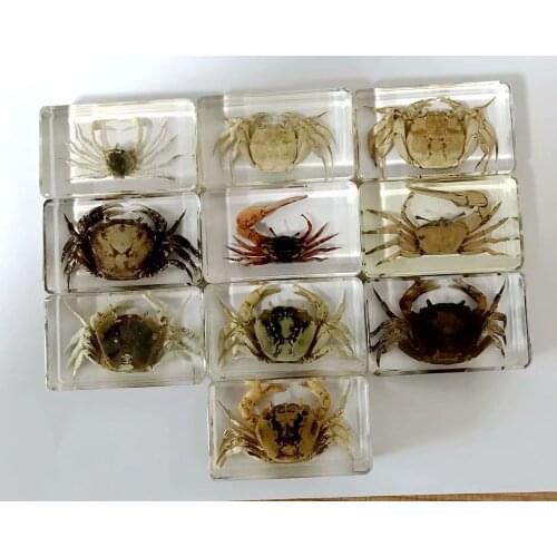 10 pcs vogue Crab Insect Taxidermy Embedding Charm paperweight
