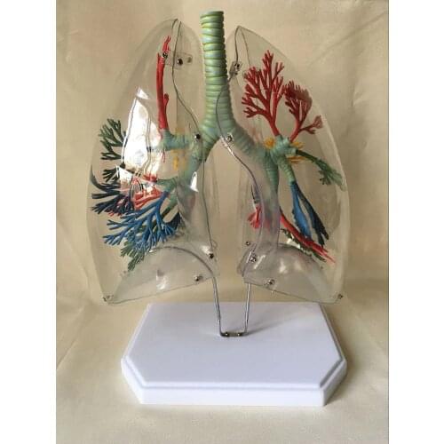 Lung anatomical model transparent lung segment model medical teaching aids thoracic surgery lung science and education model