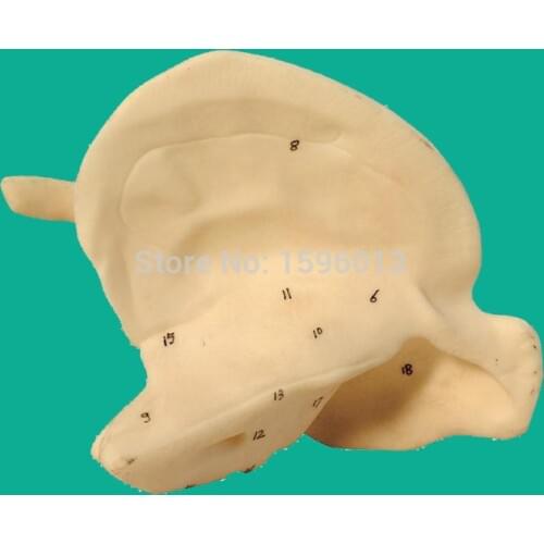 Temporal Bone Model,enlarged temporal bone model