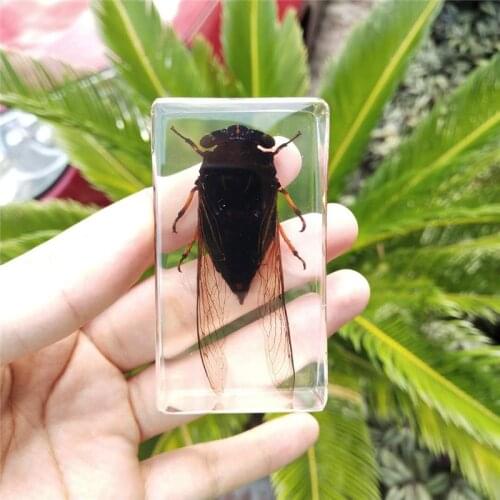 Insect resin specimen education equipment Cicada/spider/dragonfly specimen
