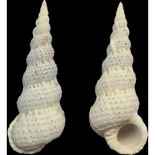 1pc Cirsotrema varicosum Natural Sea Shells Conch Coquillage Beach Decor Craft Diy Marine Style Fish Tank Seashells Conch