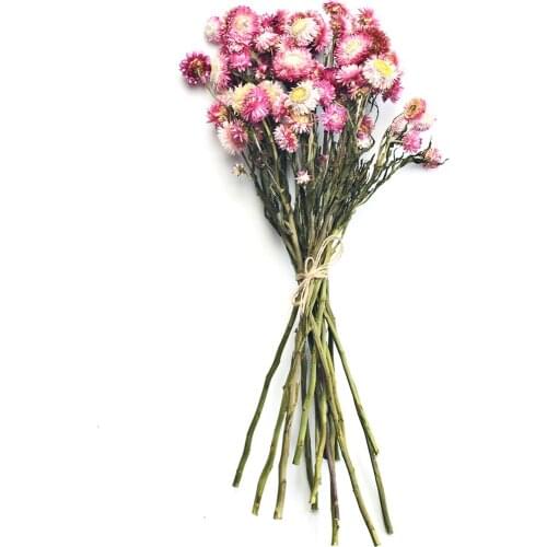 Wheat Stalk Colorful Chrysanthemum Natural Dry Flowers Real Flowers Environment Creation Garden Style Decorating Daisy Gerbera