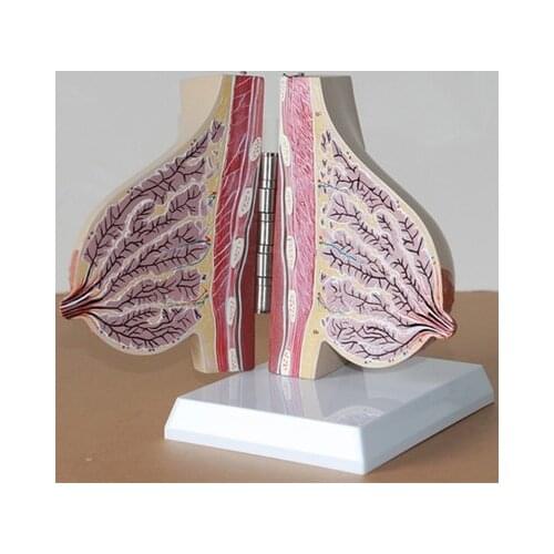 Lactating women Breast Breast anatomical model Medical Teaching 18.5*13*13cm free shipping
