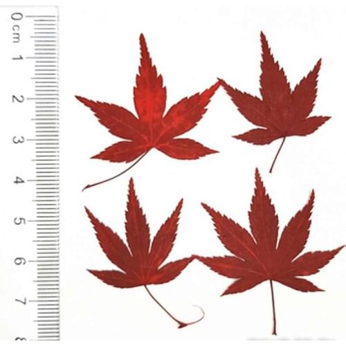 Dyed Maple Dried Press flowers Arrangement For Child Specimens Jigsaw Puzzle 100 Pcs