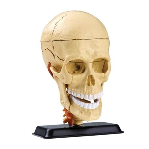3D Mini Human skull assembly model 31 pcs Assembled Human Anatomy Model Gift for Children