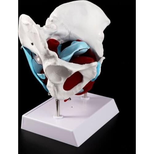 39XD Female Pelvis Pelvic Floor Muscle Model Uterus Ovary Muscle Teaching Resources Educational Supplies Removable