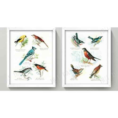 Vintage Birds Print Set • Antique Bird Wall Art • 1930s North American Bird Art • Blue Jay Robin Oriole Goldfinch
