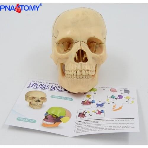 4D disassembled classic skull anatomical model 15pcs/set medical teaching tool human anatomy dental study school used