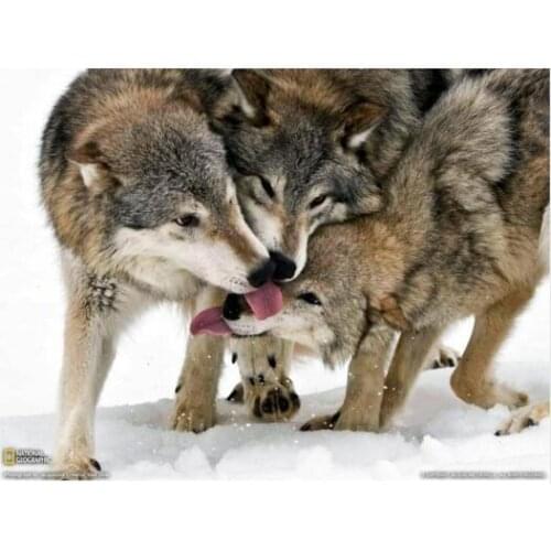 Modern Home Decoration Wall Decor Painting Canvas Art Hd Print fabric poster wolves National Geographic animals tongues