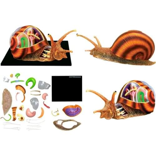 Free Shipping Anime Animal Anatomy Model 4D Puzzle Assembly Snail Anatomy Assembled Model Kids Science Toys Gifts 22*16*9.5cm