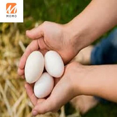 Fresh Table Eggs( White Shell Chicken Eggs)