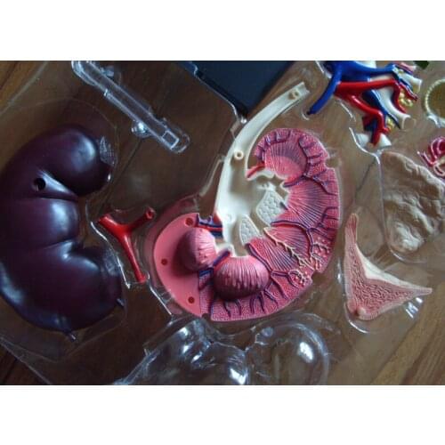 Human body anatomy model 13 parts Kidney anatomical model