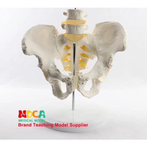 Simulation of lumbar vertebrae pelvic belt two lumbar models spine spine medical pelvis medical teaching MGP004