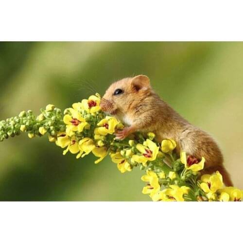 Full square/round 5D DIY diamond painting customizable Yellow rat Embroidery Pattern Cross stitch kits mosaic wall stickers