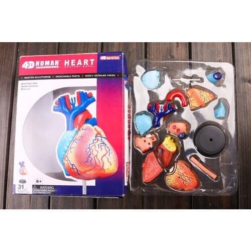 4D heart model colored heart assembled Human Anatomy dimensional model