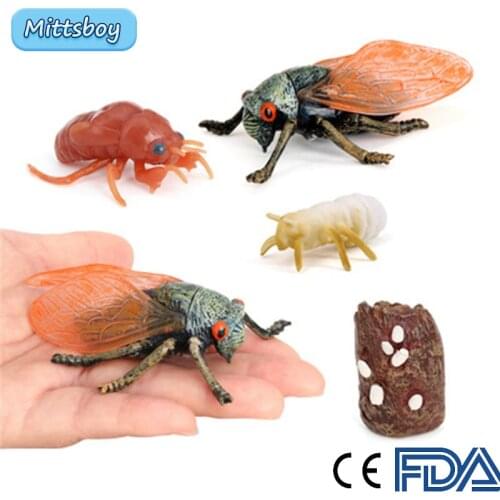4Pcs Simulation Cicada Growth Cycle Cryptotympana atrata Fabricius Models Action Figures Educational toy Science Education Gifts