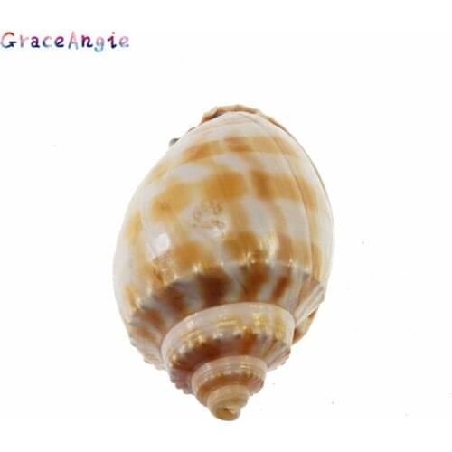 GraceAngie Natural Shell Conch Smooth Plaid Shell Jewelry Accessories Ocean Summer Sunbathing Party Crafts