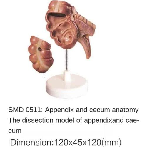 SMD0511 appendix and blind intestine anatomy