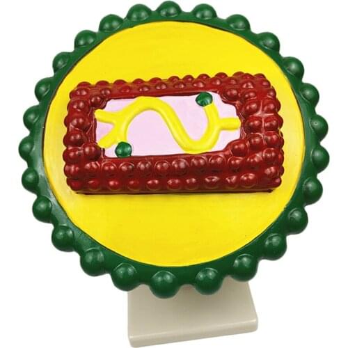 HIV Structure Model Biological Teaching Model Teaching Aids