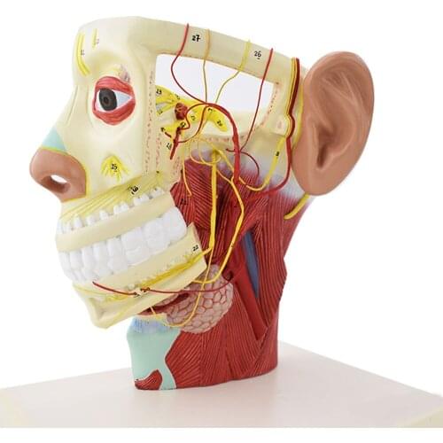 Head nerve model Head and neck anatomical model Head neurovascular model Thyroid