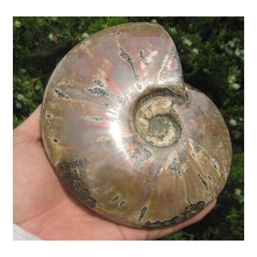 2.2lb LOVELY AMMONITE FOSSIL (CRETACEOUS) MADAGASCAR