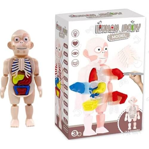 3d puzzle Human Body Anatomy Toy Educational Learning DIY Assembled Toys Kits Body Organ Teaching Tools for children