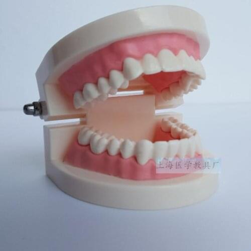 Dental dentistry dental model simple tooth model teeth model