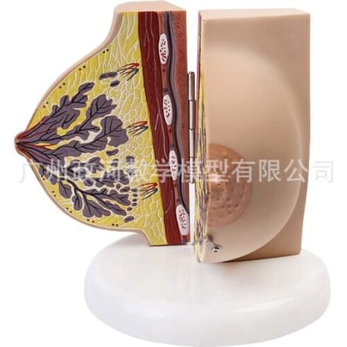 Human Female Quiescent Breast Anatomy Model Breast Enhancement Gynecological Teaching Display Model