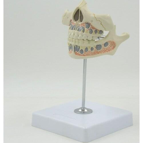 Supply dental childrens deciduous teeth model