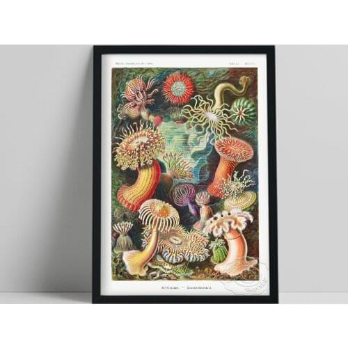 Ernst Haeckel Sea Anemones Poster, Marine Organism Colored Oil Painting, Haeckel Vintage Animal Still Life Prints, Bedroom Decor